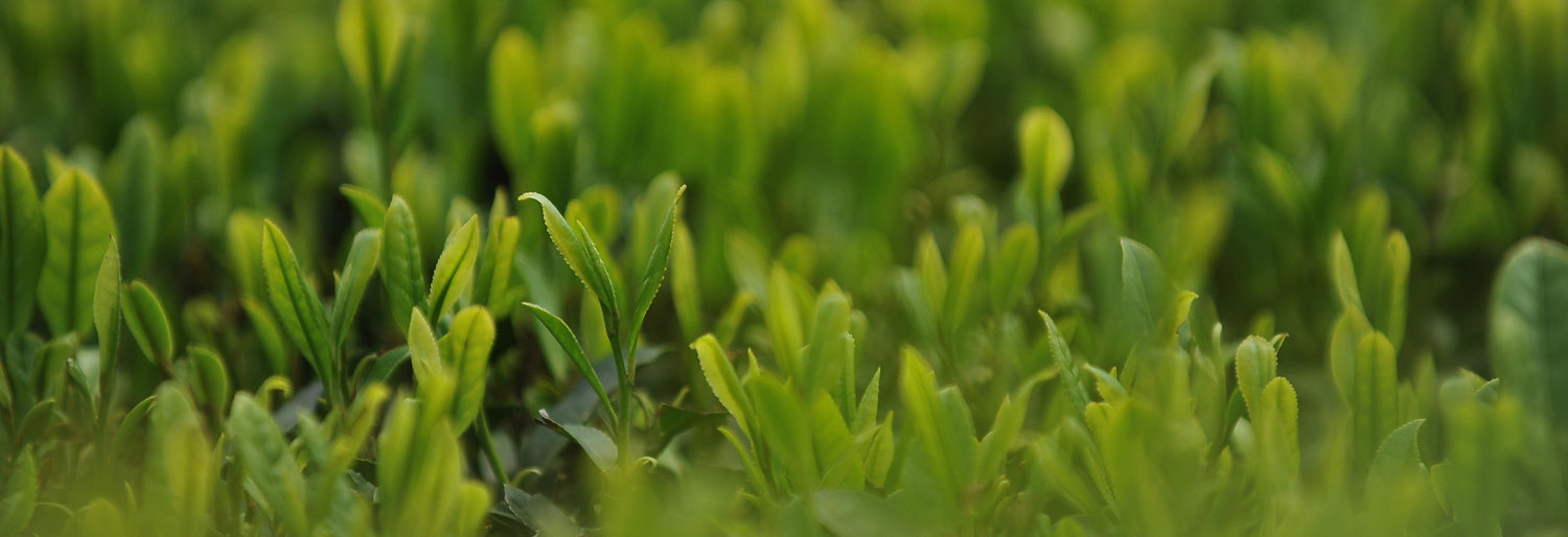 2025 NEW CROP TEA "SHIN-CHA"