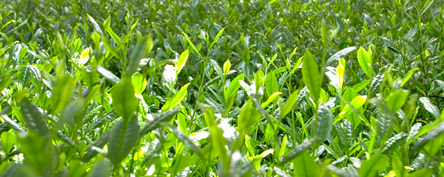 2022 NEW CROP TEA “SHIN-CHA”    ALL SOLD OUT!!