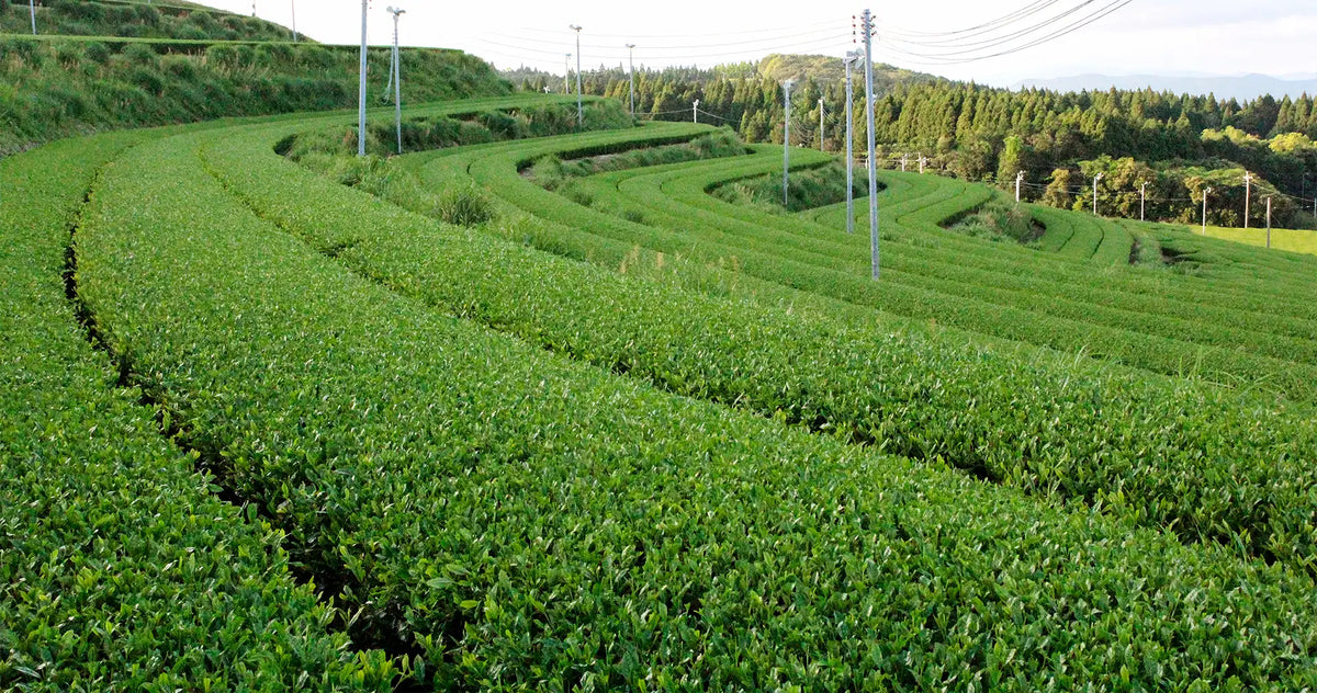 A wide view of terraced green fields or tea plantations curving across rolling hills, with trees, utility poles, and a pale sky in the background.